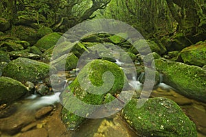 River along Shiratani Unsuikyo rainforest trail on Yakushima Island, Japan photo